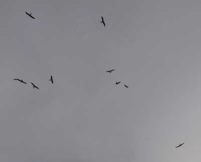 [A view of the grey sky with ten dark birds overhead. These birds have long wings and a long forked tail and since they are soaring their wings are outstretched.]